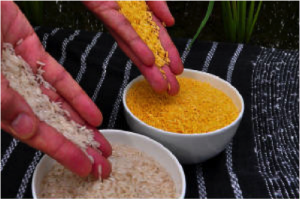 Golden Rice