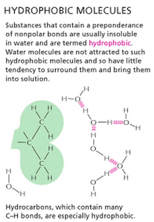 Hydrophobic Molecule