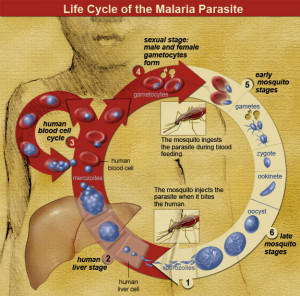 lifecycleWeb