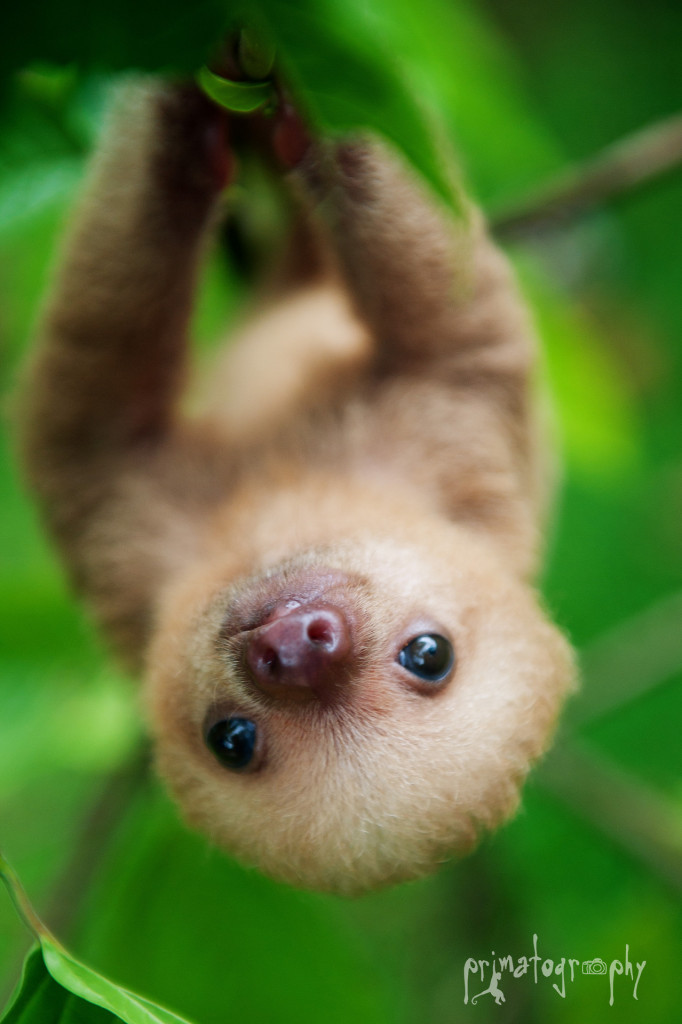 This photo courtesy of Primatography, Sam Trull, who works at Kids Saving the Rainforest on the Pacific side of Costa Rica. I'll be on the Caribbean side...this time, at least! I'll be one happy biologist! 